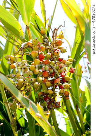 月亮桃果實 47856278