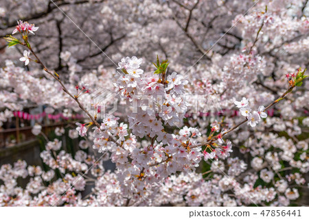 Meguro河的櫻花櫻花盛開的Meguro-ku Nakameguro東京 Meguro河的櫻花櫻花盛開的Meguro-ku Nakameguro東京 47856441