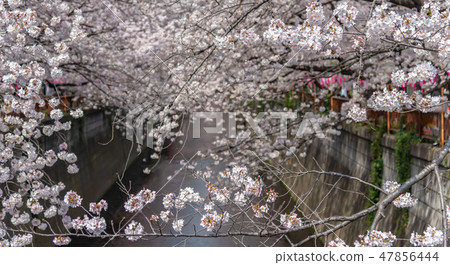 Meguro河的櫻花櫻花盛開的Meguro-ku Nakameguro東京 47856444