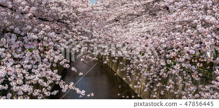 Meguro河的櫻花櫻花盛開的Meguro-ku Nakameguro東京 Meguro河的櫻花櫻花盛開的Meguro-ku Nakameguro東京 47856445