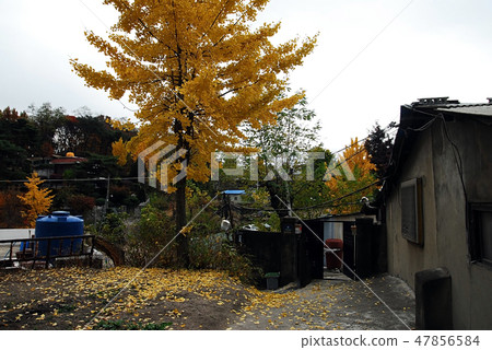Jungleongdong, alley, late fall, ginkgo 47856584