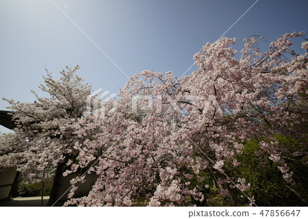 Road around the mountains Nagakudaji cherry blossoms scenery 47856647