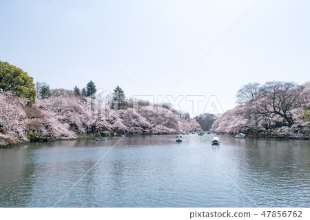 Inokashira Park, Tokyo, Inokashira Pond, cherry blossoms in full bloom 47856762