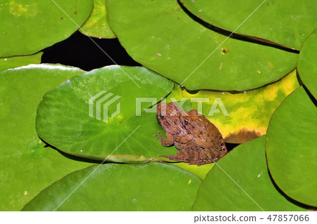 Intercourse of love 47857066