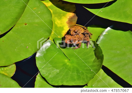 愛的交往 愛的交往 47857067