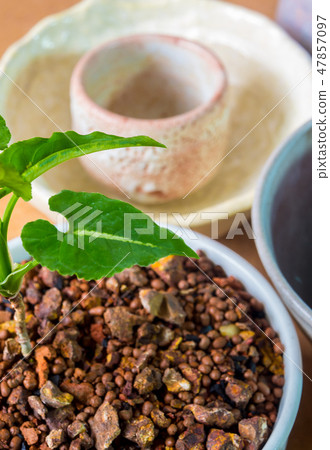 Syngonium growing in the small ceramic pot Syngonium growing in the small ceramic pot 47857097