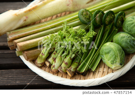 Spring vegetable wild plants Spring vegetable wild plants 47857154