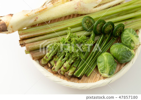 春天蔬菜野生植物 47857180