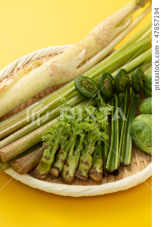 Spring vegetable wild plants 47857194