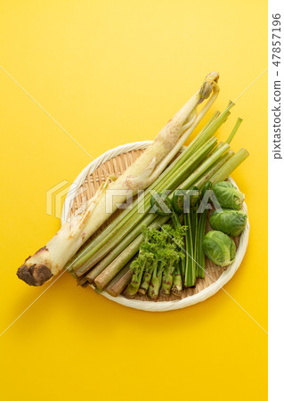 春天蔬菜野生植物 47857196