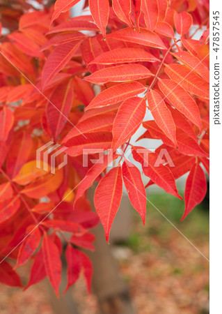 晚秋_ Hazenoki的秋葉 47857545