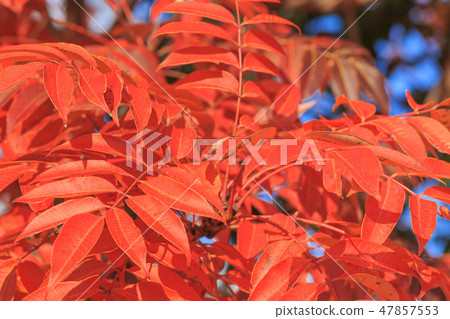 Late Autumn _ Autumn leaves of Hazenoki 47857553