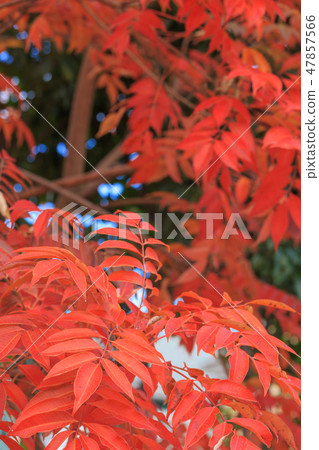 晚秋_ Hazenoki的秋葉 47857566