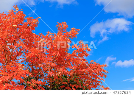 Late Autumn _ Autumn leaves of Hazenoki Late Autumn _ Autumn leaves of Hazenoki 47857624