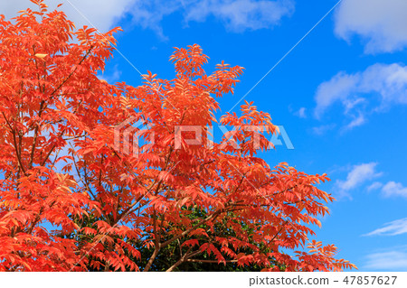 Late Autumn _ Autumn leaves of Hazenoki 47857627