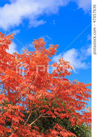 Late Autumn _ Autumn leaves of Hazenoki 47857636
