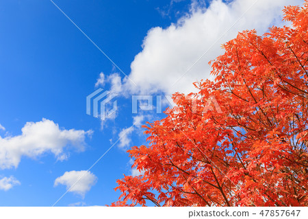 Late Autumn _ Autumn leaves of Hazenoki Late Autumn _ Autumn leaves of Hazenoki 47857647