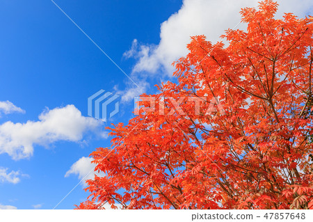 Late Autumn _ Autumn leaves of Hazenoki 47857648