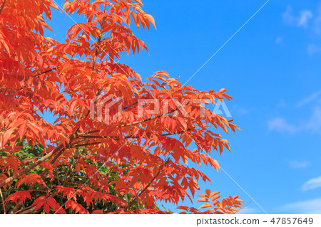 Late Autumn _ Autumn leaves of Hazenoki 47857649