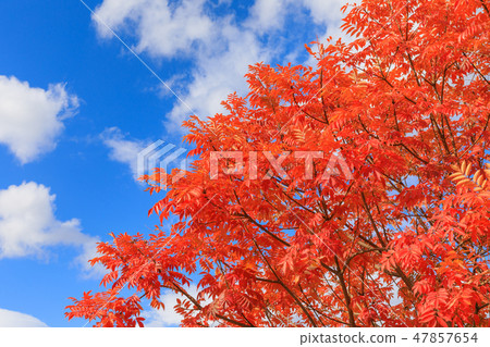 Late Autumn _ Autumn leaves of Hazenoki 47857654