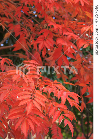 Late Autumn _ Autumn leaves of Hazenoki 47857666