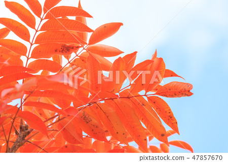 Late Autumn _ Autumn leaves of Hazenoki 47857670
