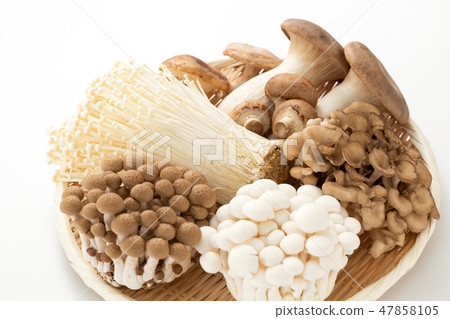 Mushroom collection 47858105
