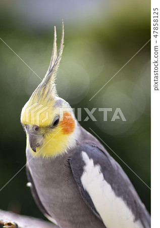 cockatiel cockatiel 47858125