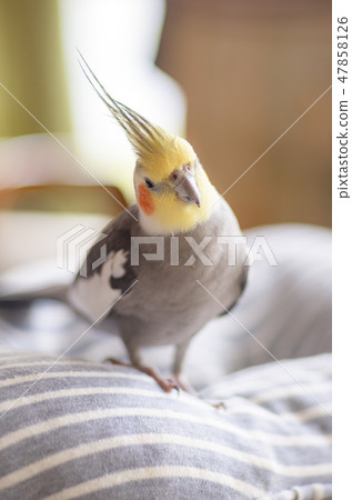 cockatiel 47858126