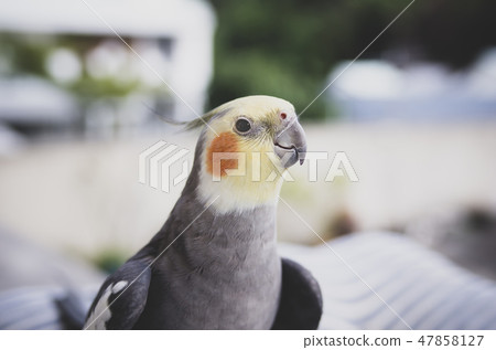 cockatiel cockatiel 47858127
