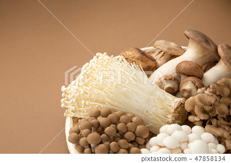 蘑菇集合 蘑菇集合 47858134