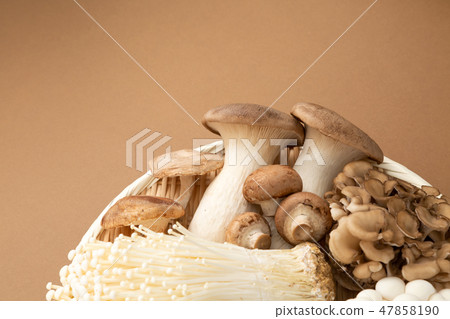 蘑菇集合 47858190