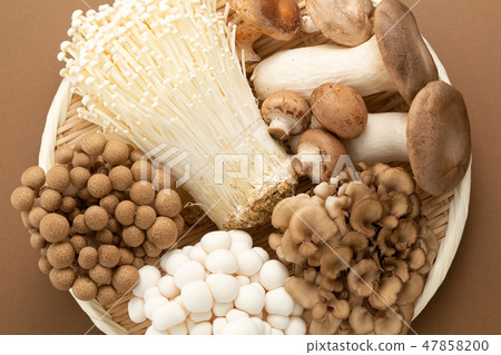 蘑菇集合 蘑菇集合 47858200