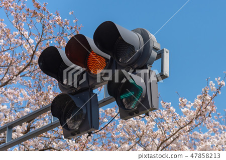 Cherry blossoms in full bloom and traffic signals 47858213