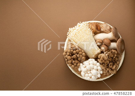 蘑菇集合 47858228