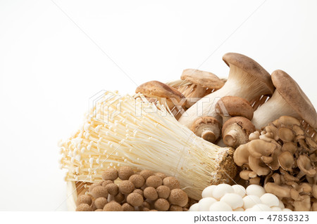 蘑菇集合 蘑菇集合 47858323