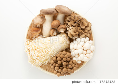 蘑菇集合 蘑菇集合 47858328