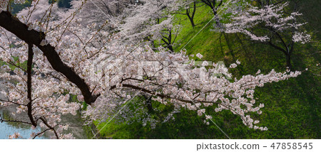 櫻花盛開春天圖像Ikuyoshino多彩明亮的春景 47858545