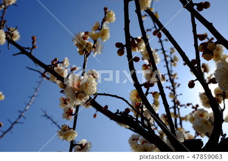 White plum White plum 47859063