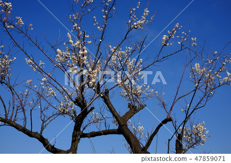 白梅 白梅 47859071