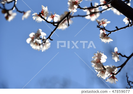 White plum White plum 47859077