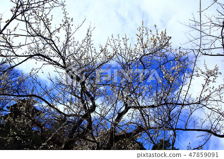 白梅 白梅 47859091