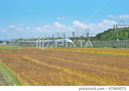 Small wheat bullet train 47860073