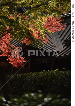 Hirin Temple Autumn leaves 47860307