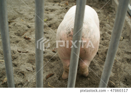 Pig's butt Pig's butt 47860317