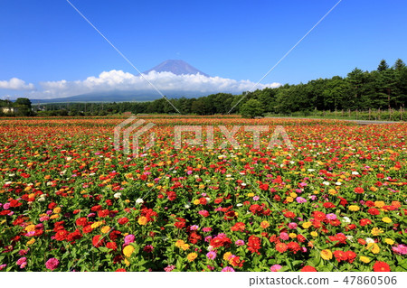 世界遺產富士山Yurakusa Yamanakako花卉公園公園 47860506