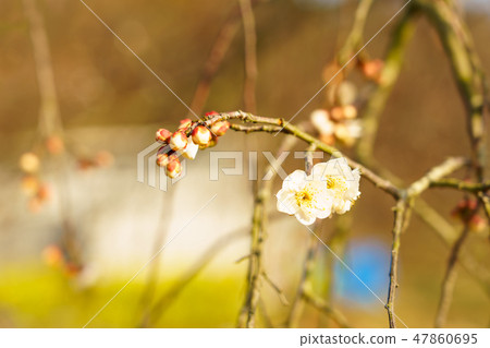 早花盛開的梅花盛開 47860695