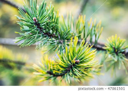 pine branches in autumn colors of needles pine branches in autumn colors of needles 47861501