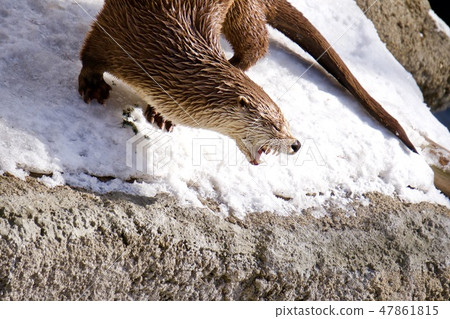 水獺的尖叫聲2 47861815