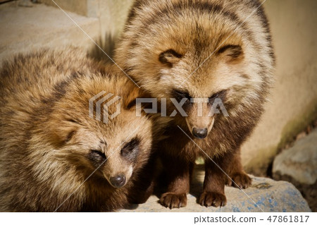 Good friend Totto 2 47861817